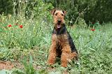 AIREDALE TERRIER 310